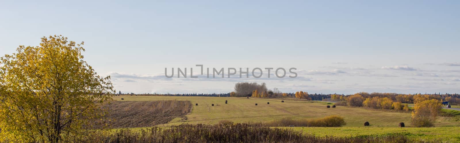 Hay bales in the field in autumn. Agricultural field with sky. panorama by AnatoliiFoto