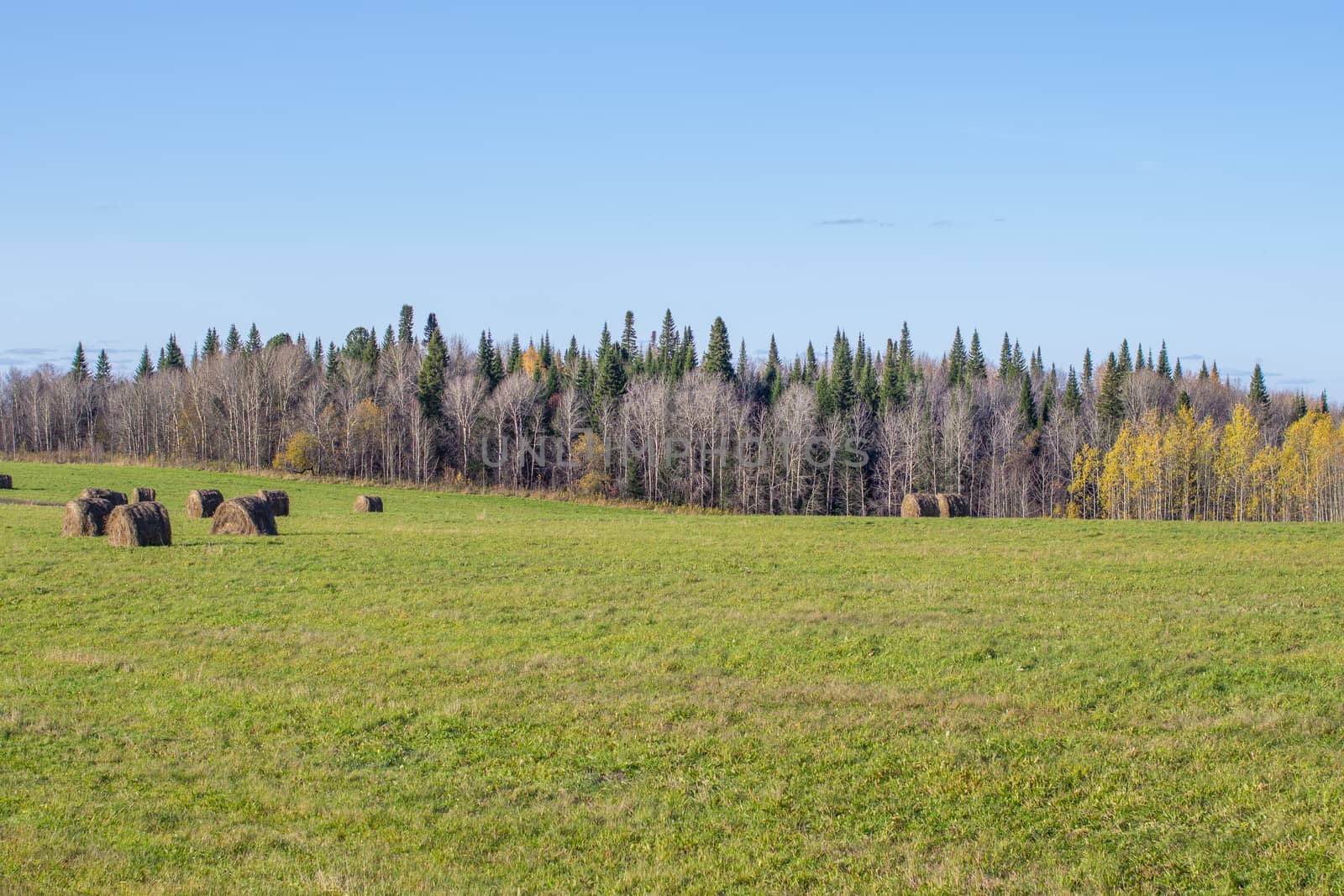 Hay bales in the field in autumn. Agricultural field with sky. The rural nature of farms. Straw in the meadow. Rural natural landscape. The grain harvest, and harvesting.