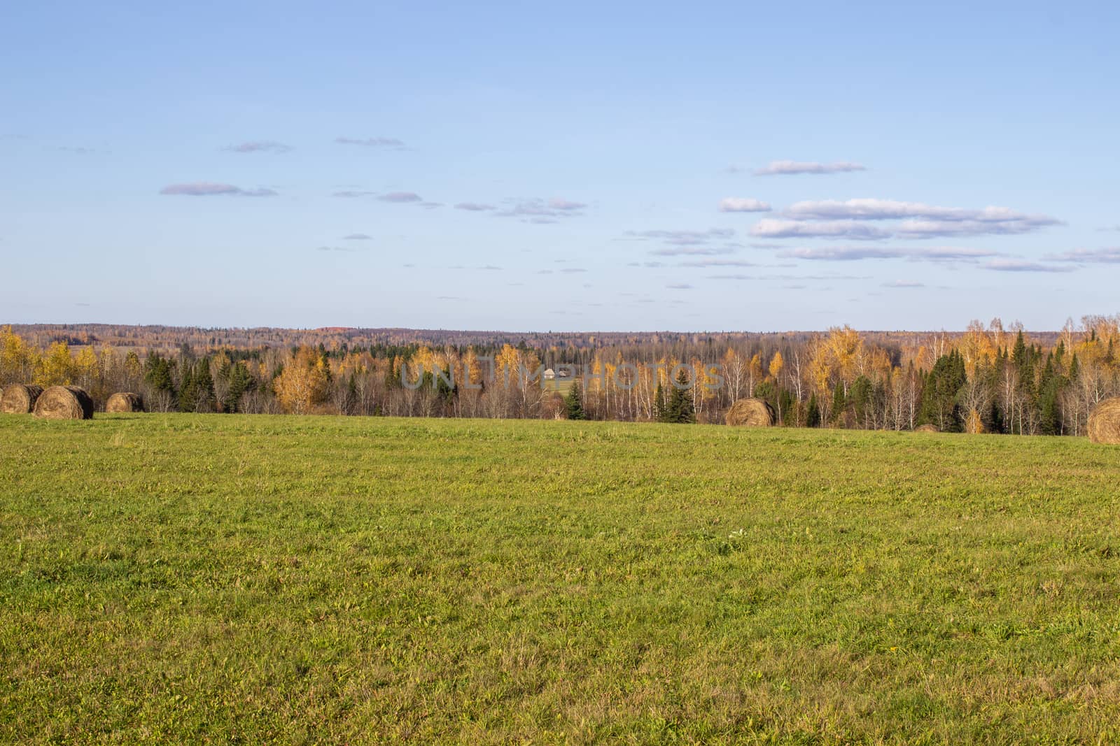 Hay bales in the field in autumn. Agricultural field with sky. The rural nature of farms. Straw in the meadow. Rural natural landscape. The grain harvest, and harvesting.