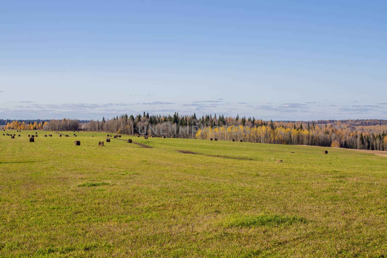 Hay bales in the field in autumn. Agricultural field with sky. panorama. The rural nature of farms. Straw in the meadow. Rural natural landscape. The grain harvest, and harvesting.