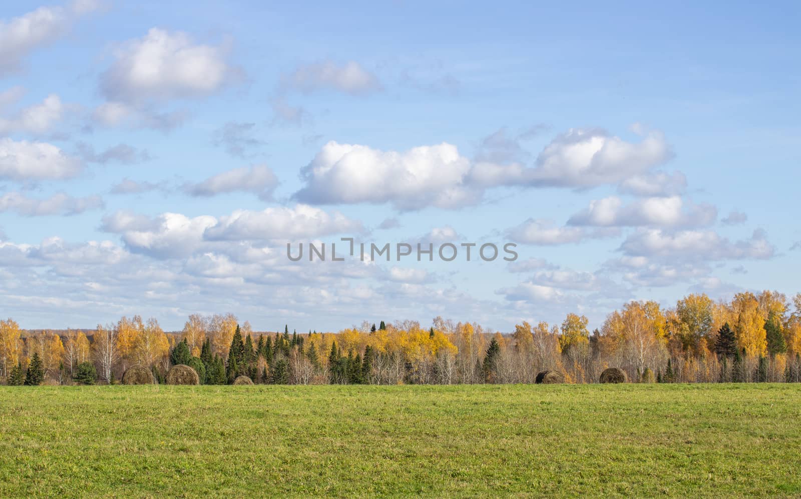 Hay bales in the field in autumn. Agricultural field with sky and clouds. The rural nature of farms. Straw in the meadow. Rural natural landscape. The grain harvest, and harvesting.