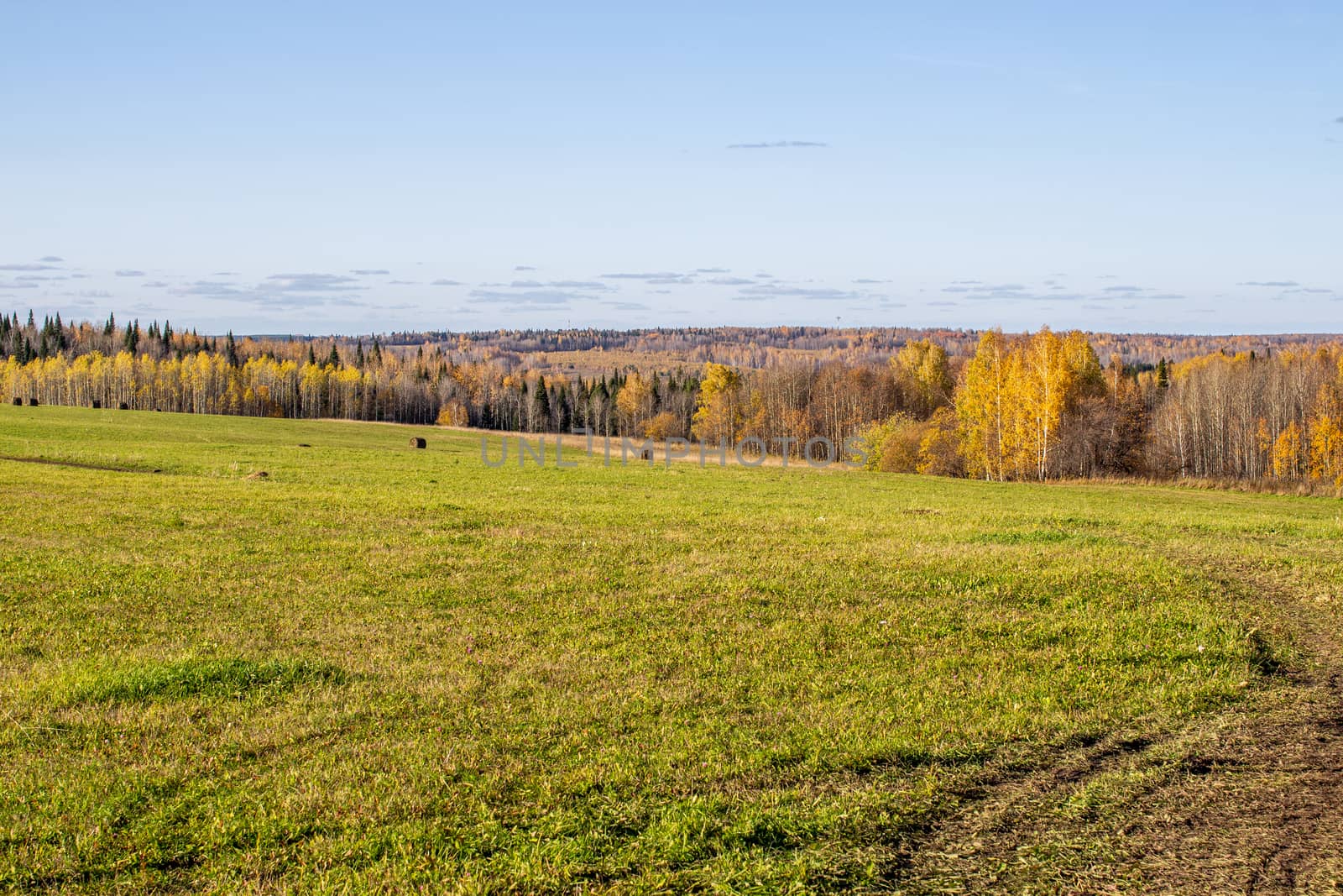 Hay bales in the field in autumn. Agricultural field with sky. panorama. The rural nature of farms. Straw in the meadow. Rural natural landscape. The grain harvest, and harvesting.