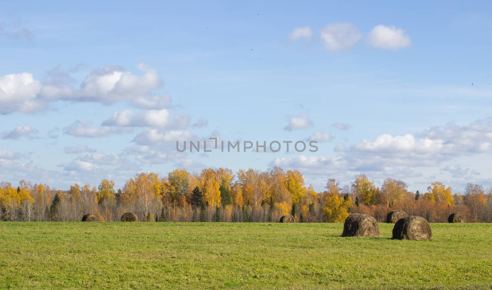 Hay bales in the field in autumn. Agricultural field with sky and clouds. The rural nature of farms. Straw in the meadow. Rural natural landscape. The grain harvest, and harvesting.