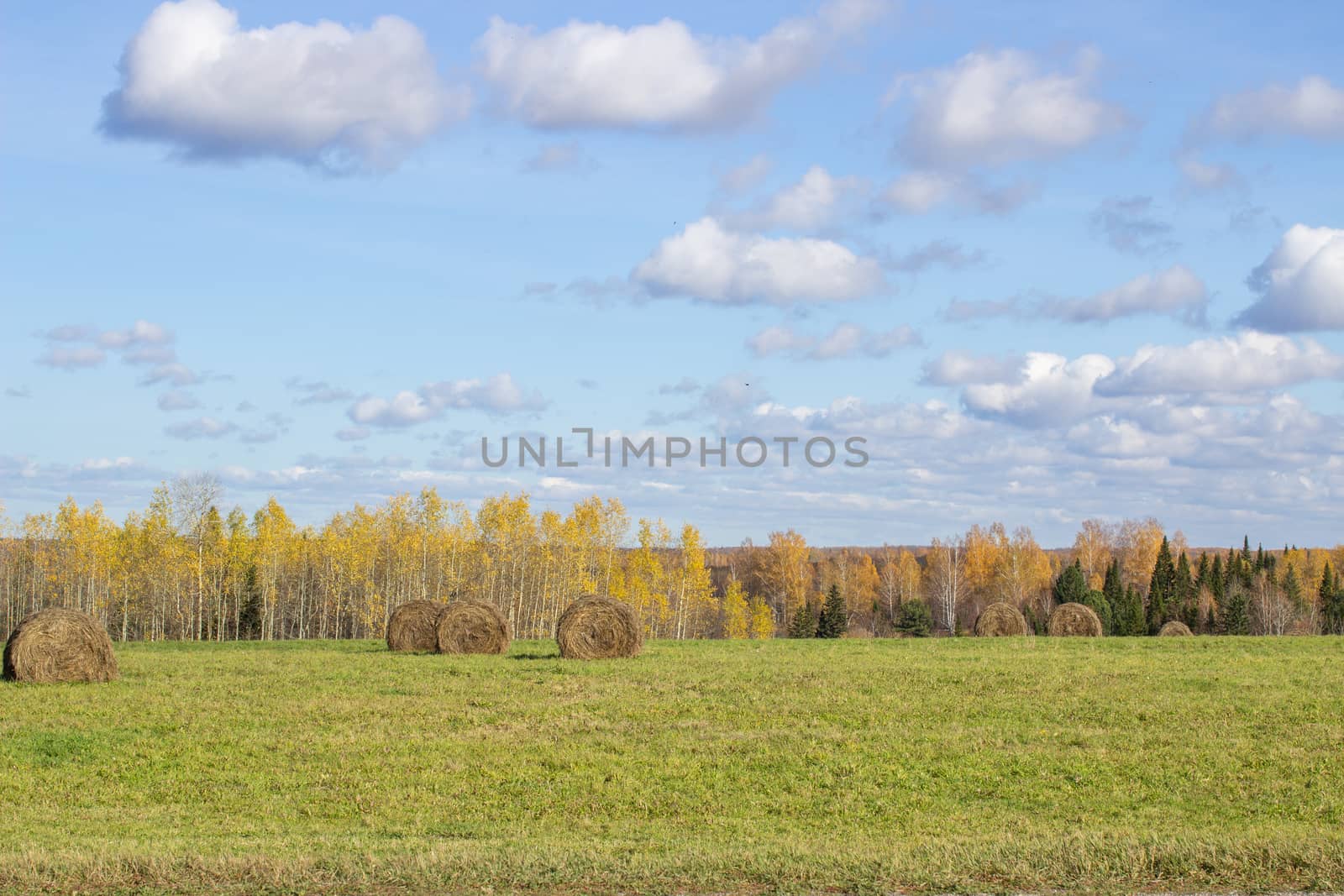 Hay bales in the field in autumn. Agricultural field with sky and clouds. The rural nature of farms. Straw in the meadow. Rural natural landscape. The grain harvest, and harvesting.