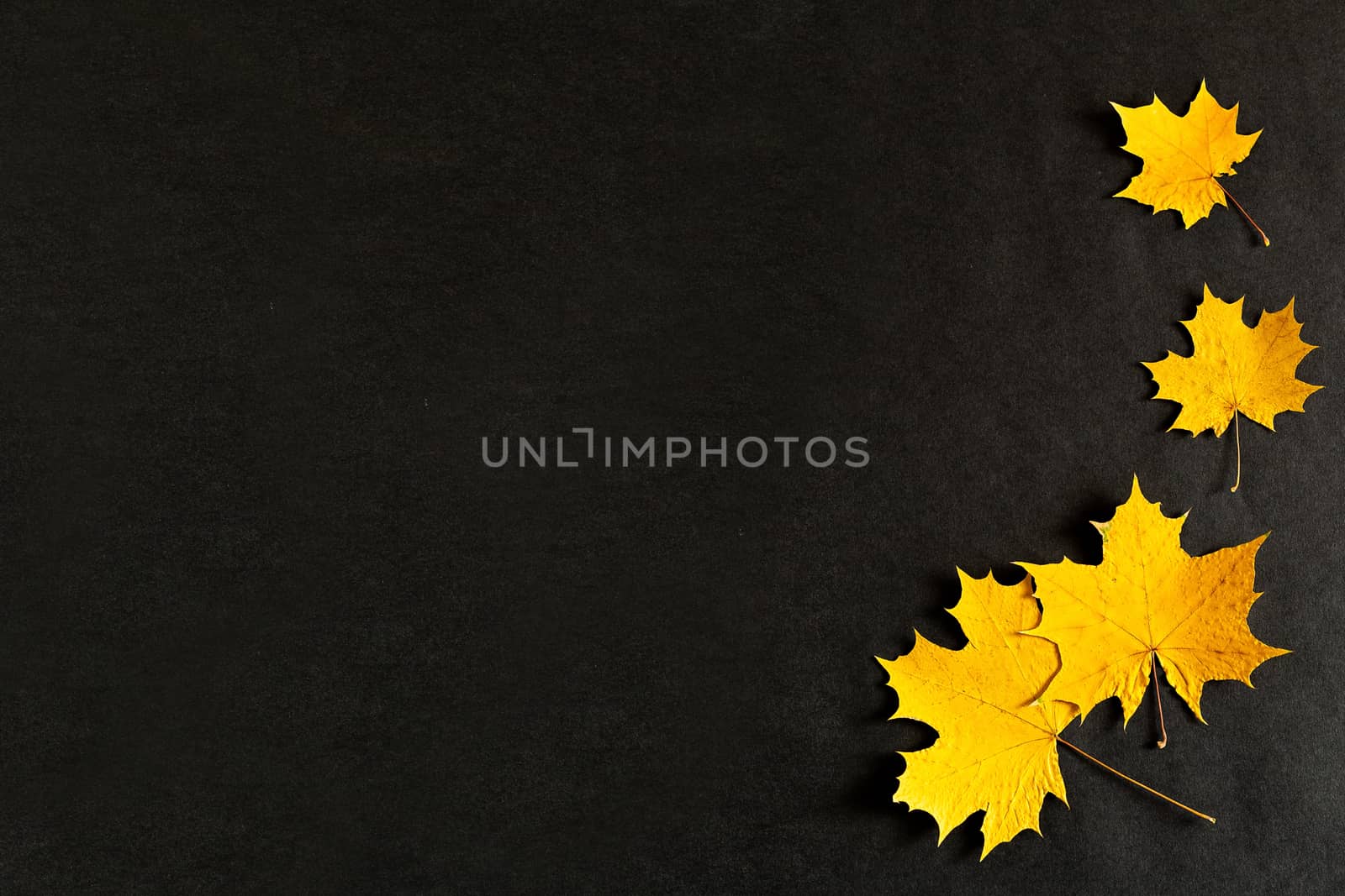 autumn yellow maple leaves on a black background, Golden autumn, September, October, November, copyspace, the view from the top, flatley by Pirlik