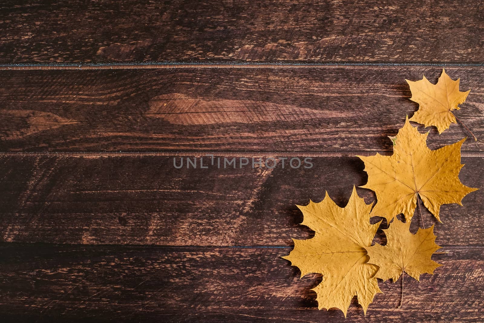 yellow autumn maple leaves lie on a brown wooden background, autumn background, September, October, November, dry autumn leaves, leaf fall, copyspace, flatlay, top view, overhead.