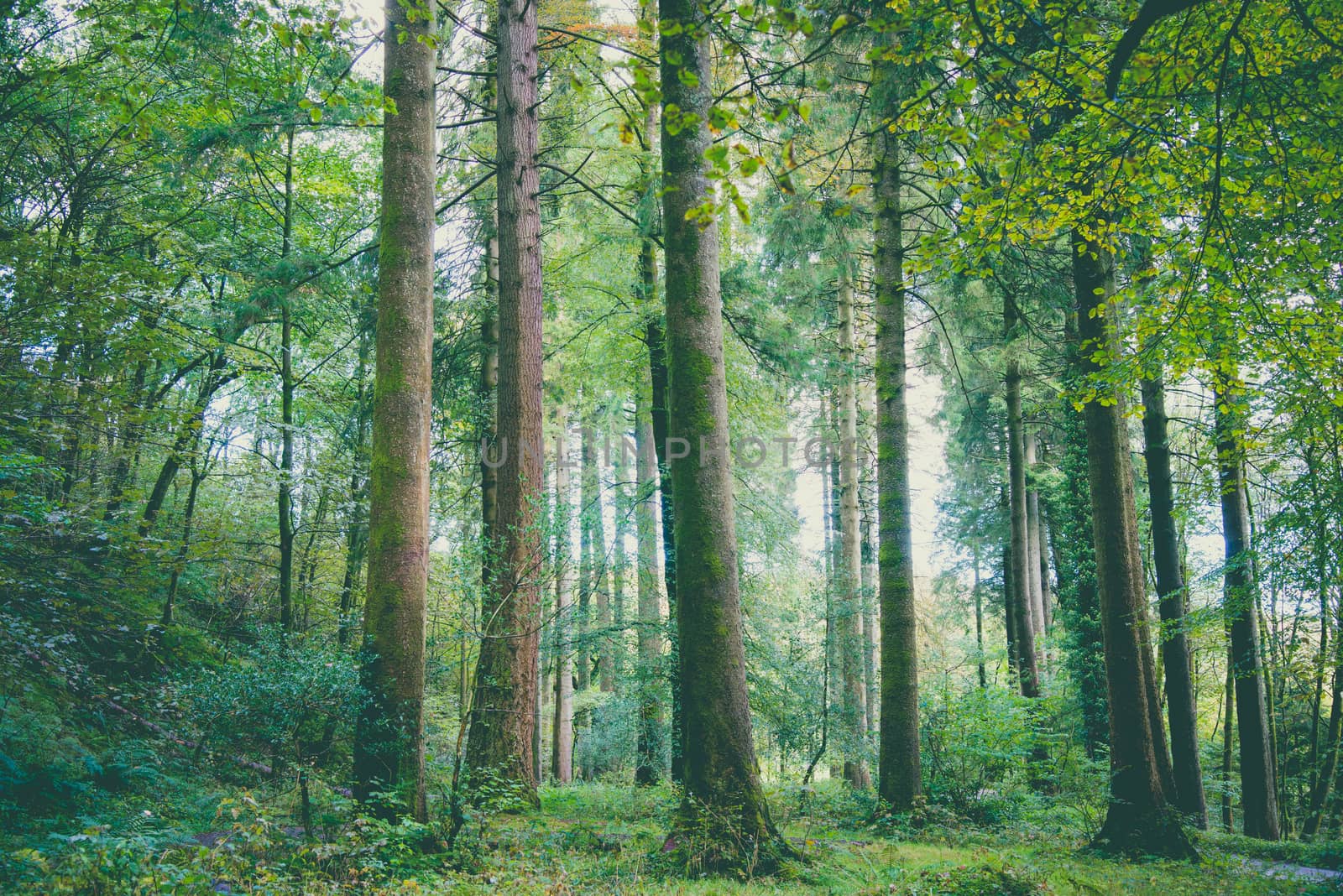 Beech Tree woodlands with sunshine shining through the canopy by paddythegolfer