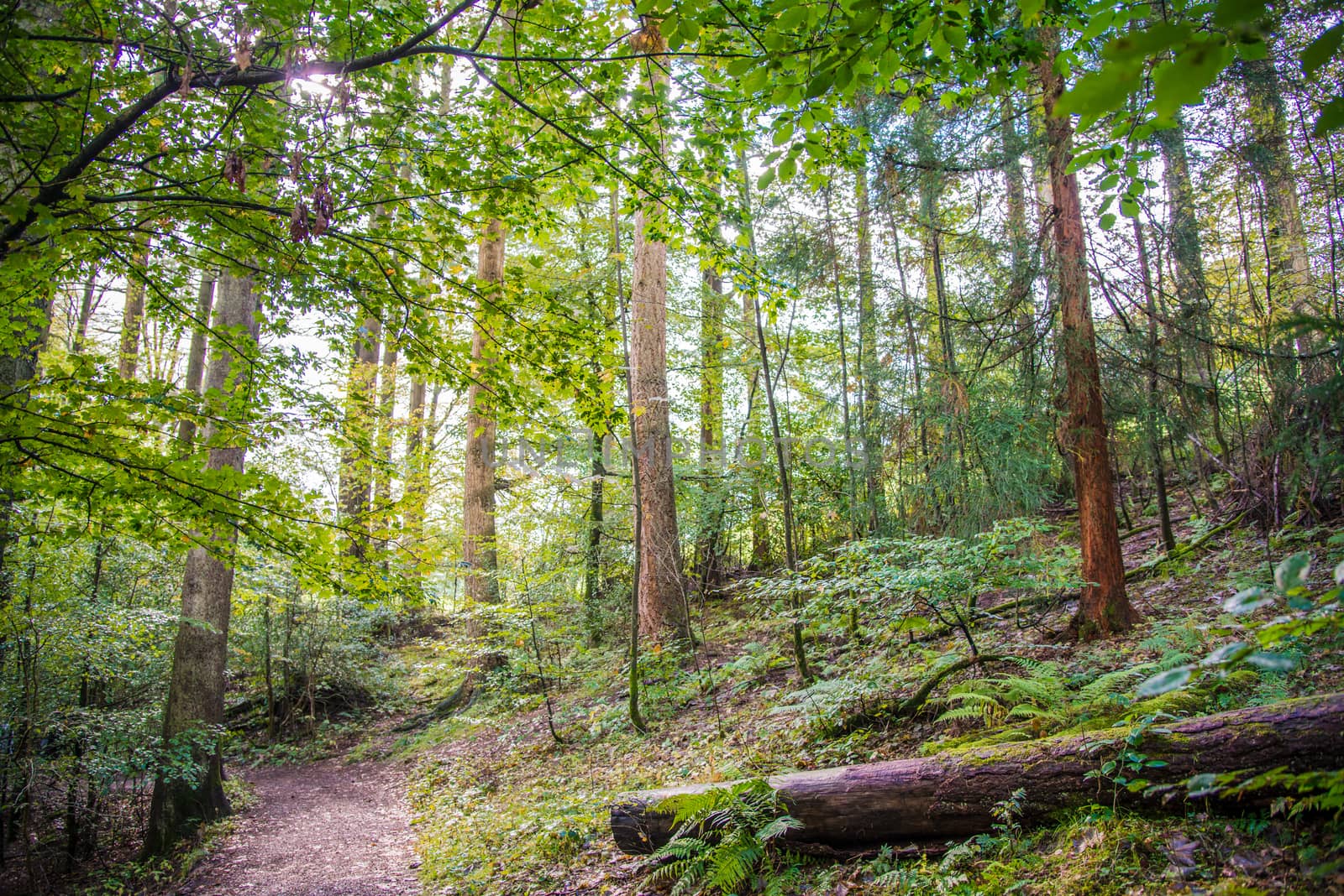 Beech Tree woodlands with sunshine shining through the canopy by paddythegolfer