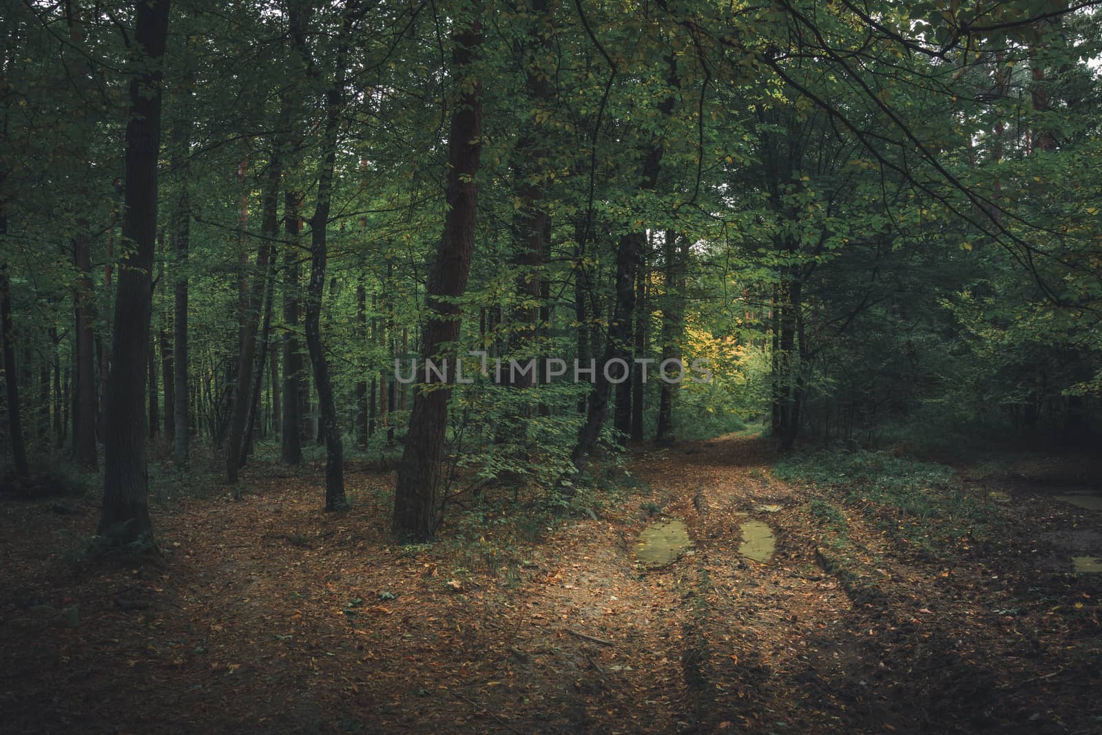 Path through a dark and wet forest, moody landscape