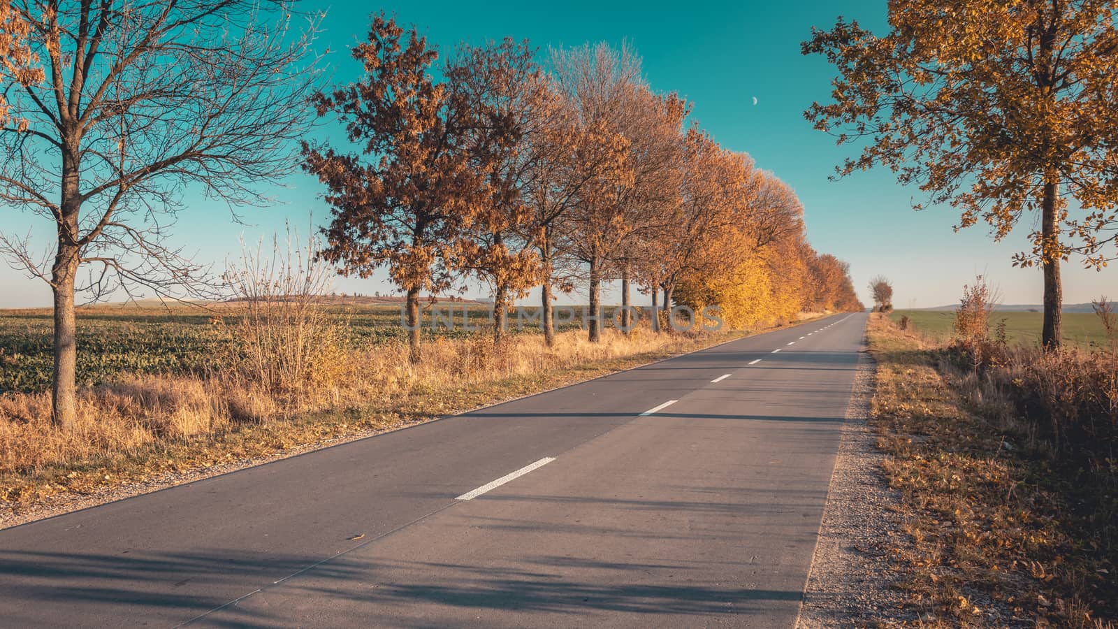 Long asphalt road and autumn orange trees