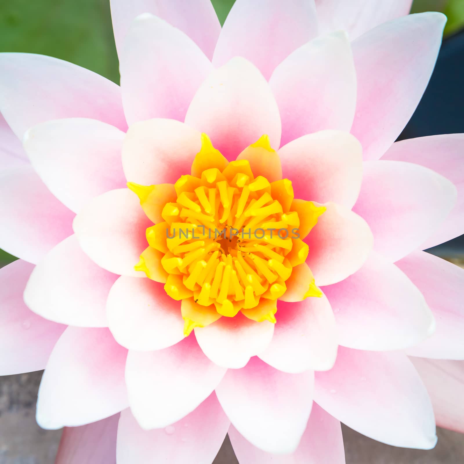 This is a living water lily (no studio photo) with natural sunlight. Useful for romantic and calm concepts.