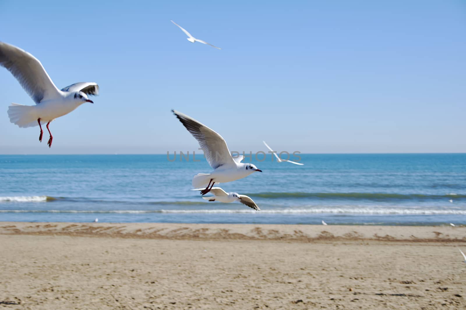 Set of seagulls flying on the beach, sand, flight, sunny day