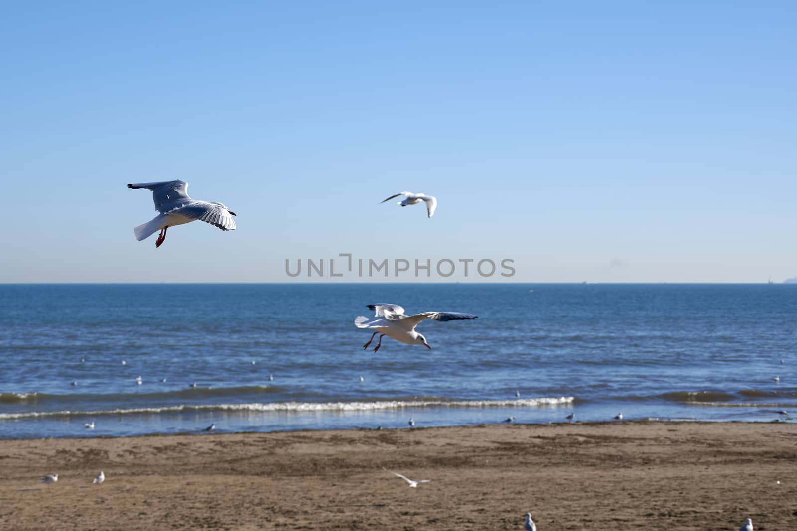 Set of seagulls flying on the beach, sand, flight, sunny day