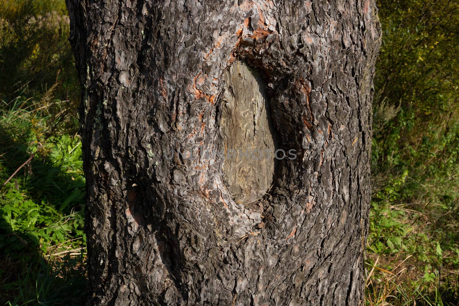 The pine tree, the texture of bark, hollow. Close up.