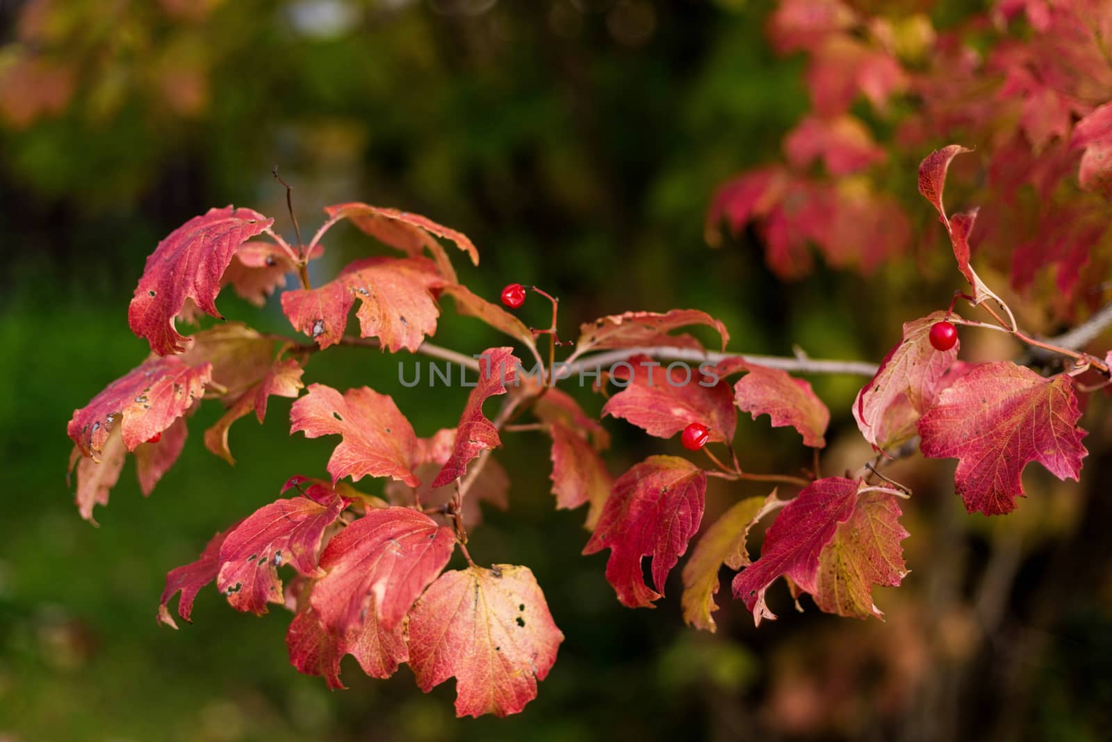 Viburnum bush with red berries and red autumn leaves by galinasharapova