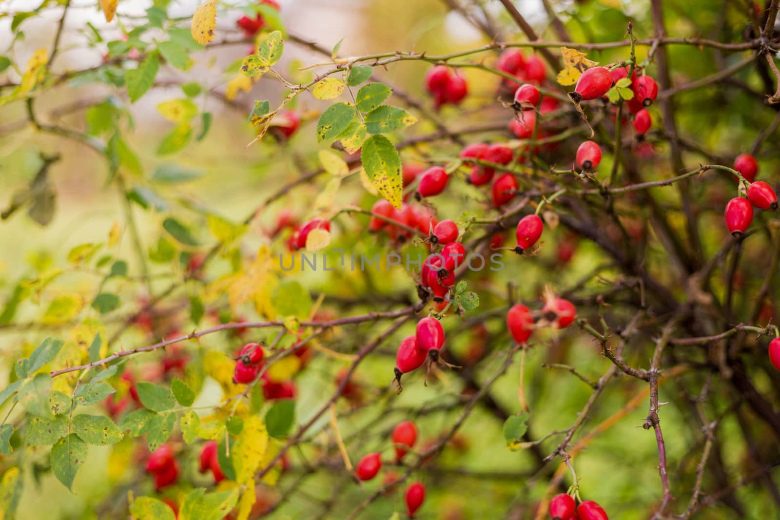 Ripe red autumn briar berries on a rose bush branch