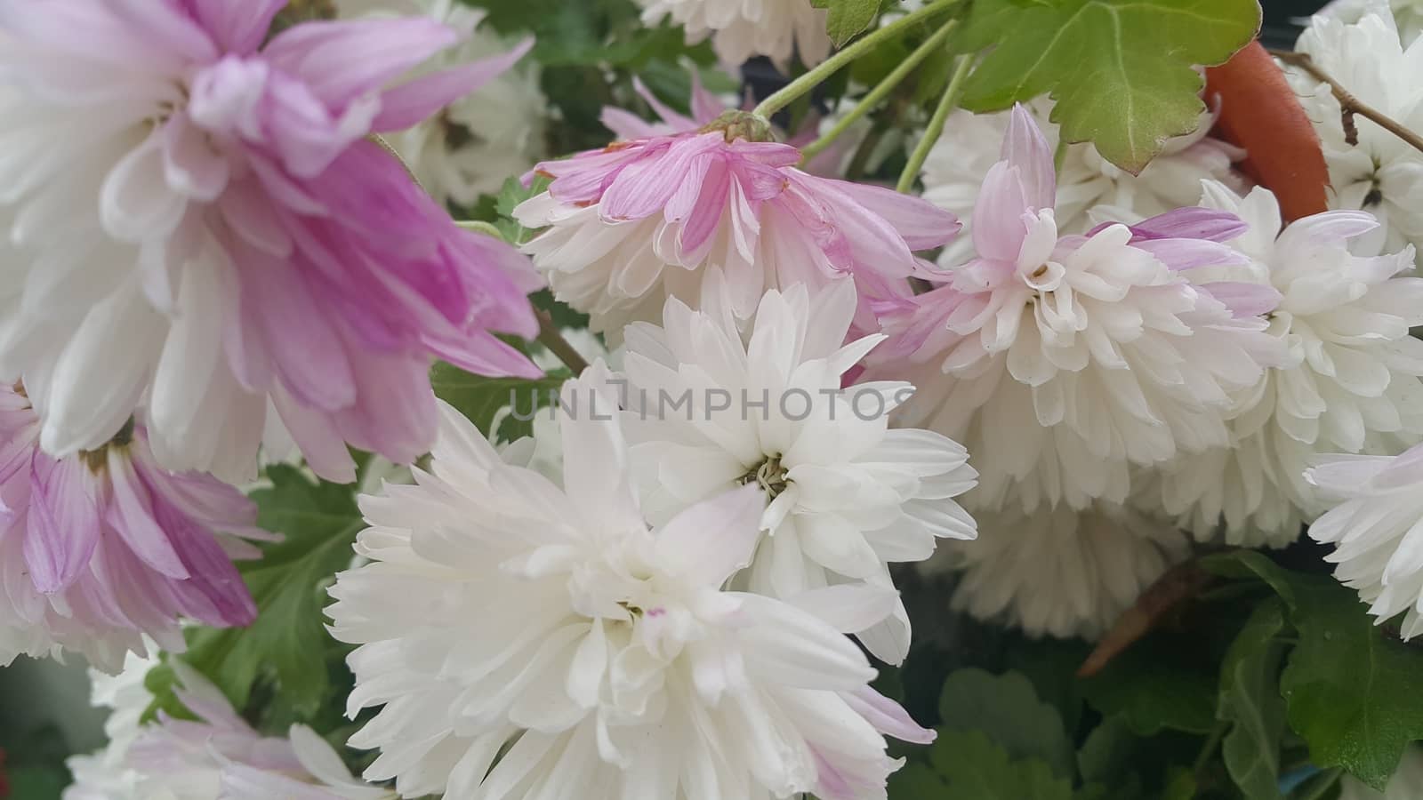Close up of a lovely fresh white flower with purplish petals and green leaves blurred background. Flower background for text and messages.