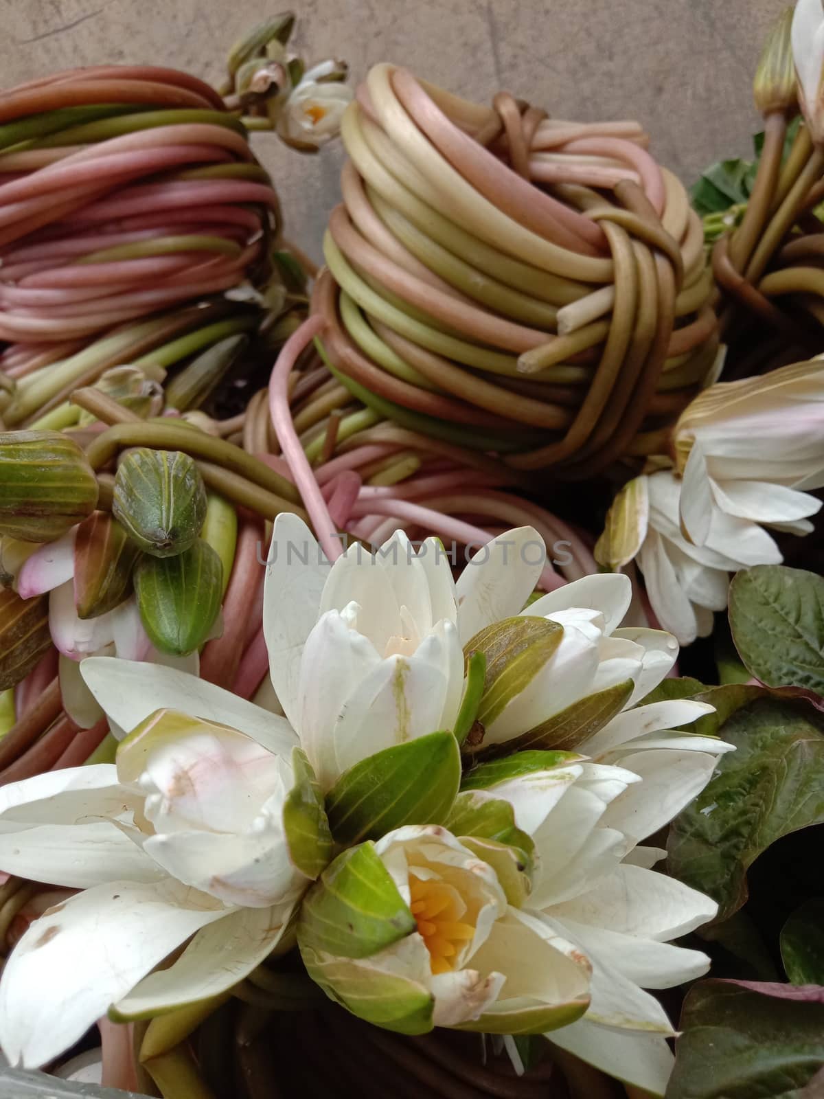 water lily flower stock on shop and in hand