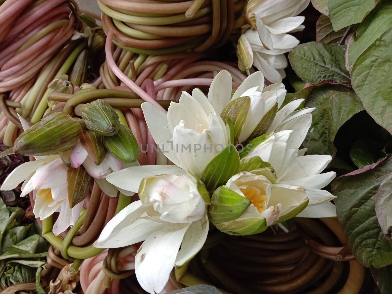water lily flower stock on shop and in hand
