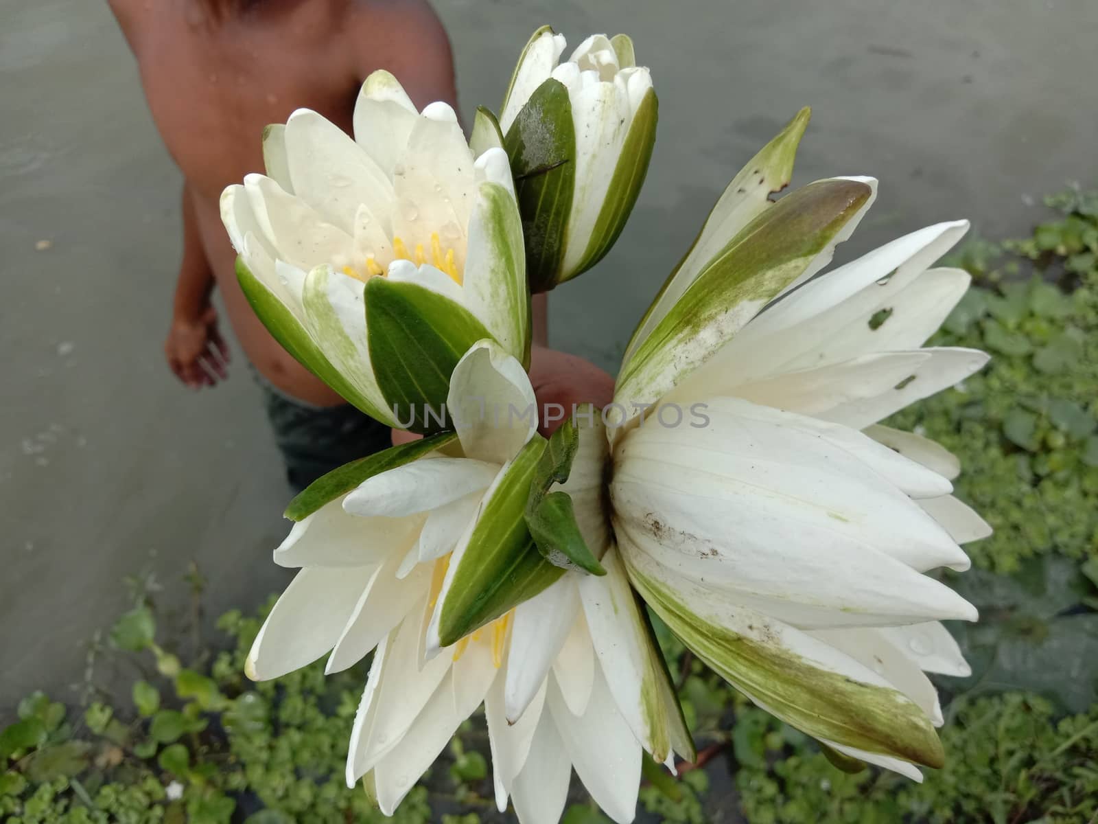 water lily flower stock on shop and in hand
