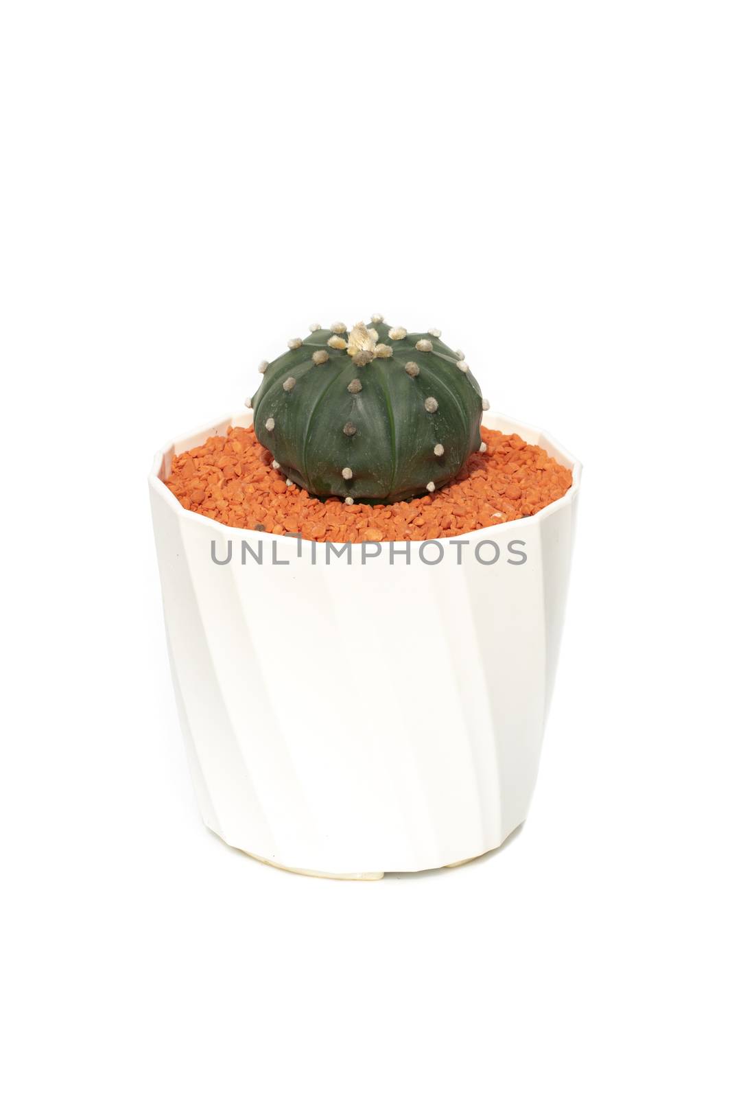 Image of cactus in pots isolated on white background. Small deco by yod67
