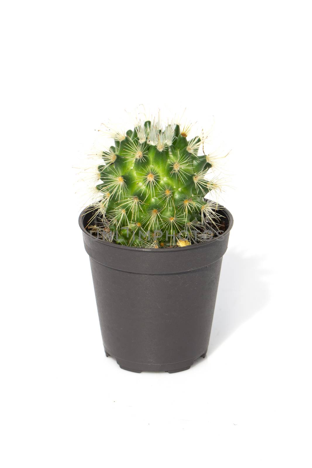 Image of cactus in pots isolated on white background. Small decorative plant. Front view. 