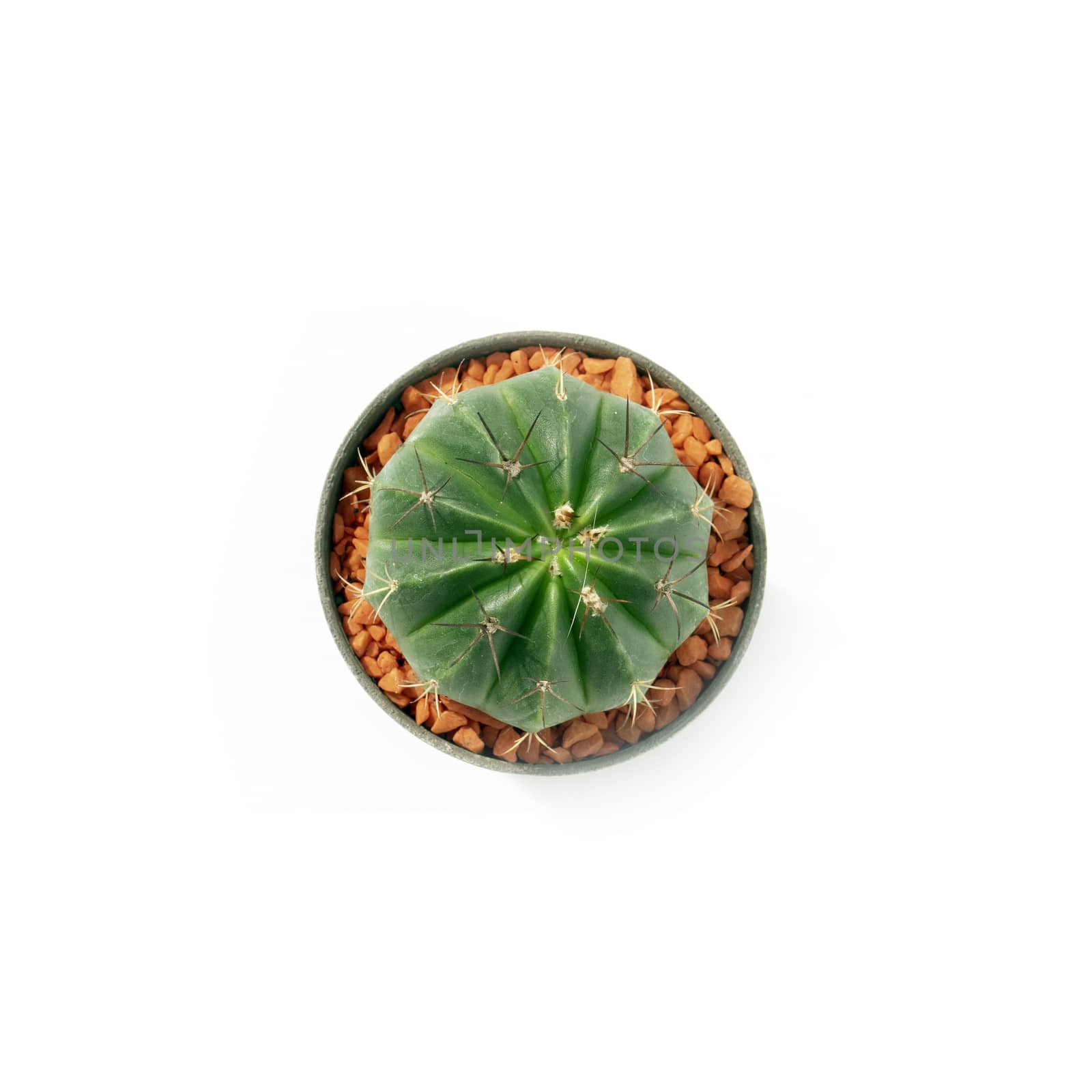 Image of cactus in pots isolated on white background. Small decorative plant. Top view. 