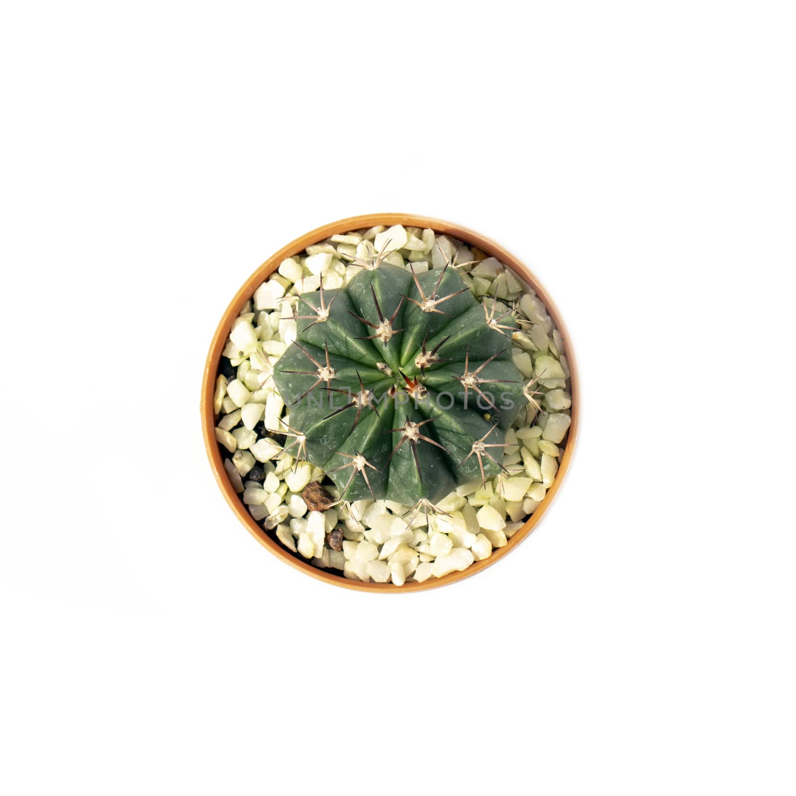 Image of cactus in pots isolated on white background. Small decorative plant. Top view. 