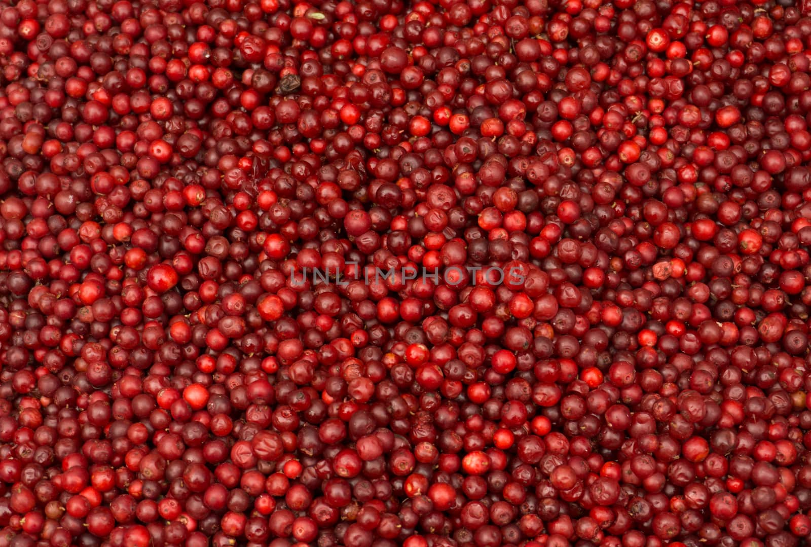Red ripe lingonberry in bulk for sale by weight