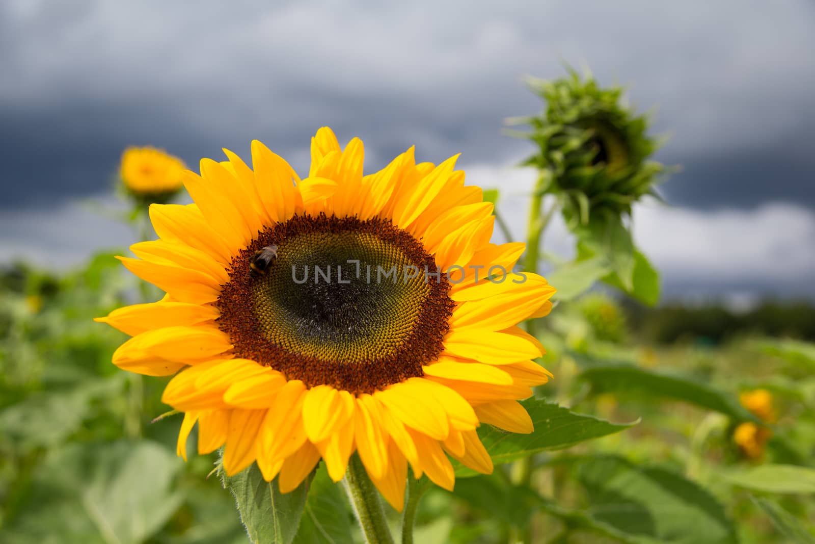a big sunflower in a park