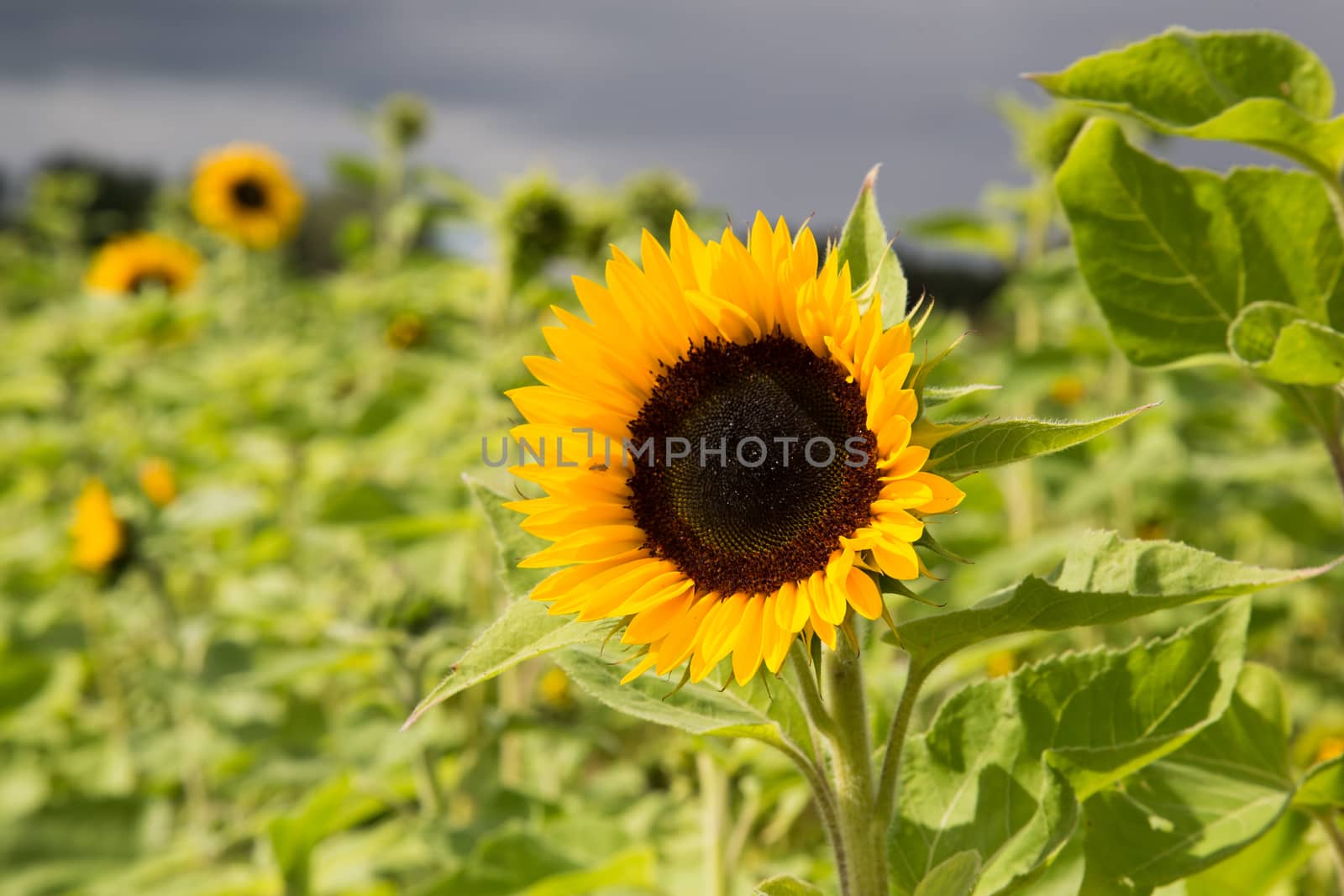 Sunflowers green and yellow