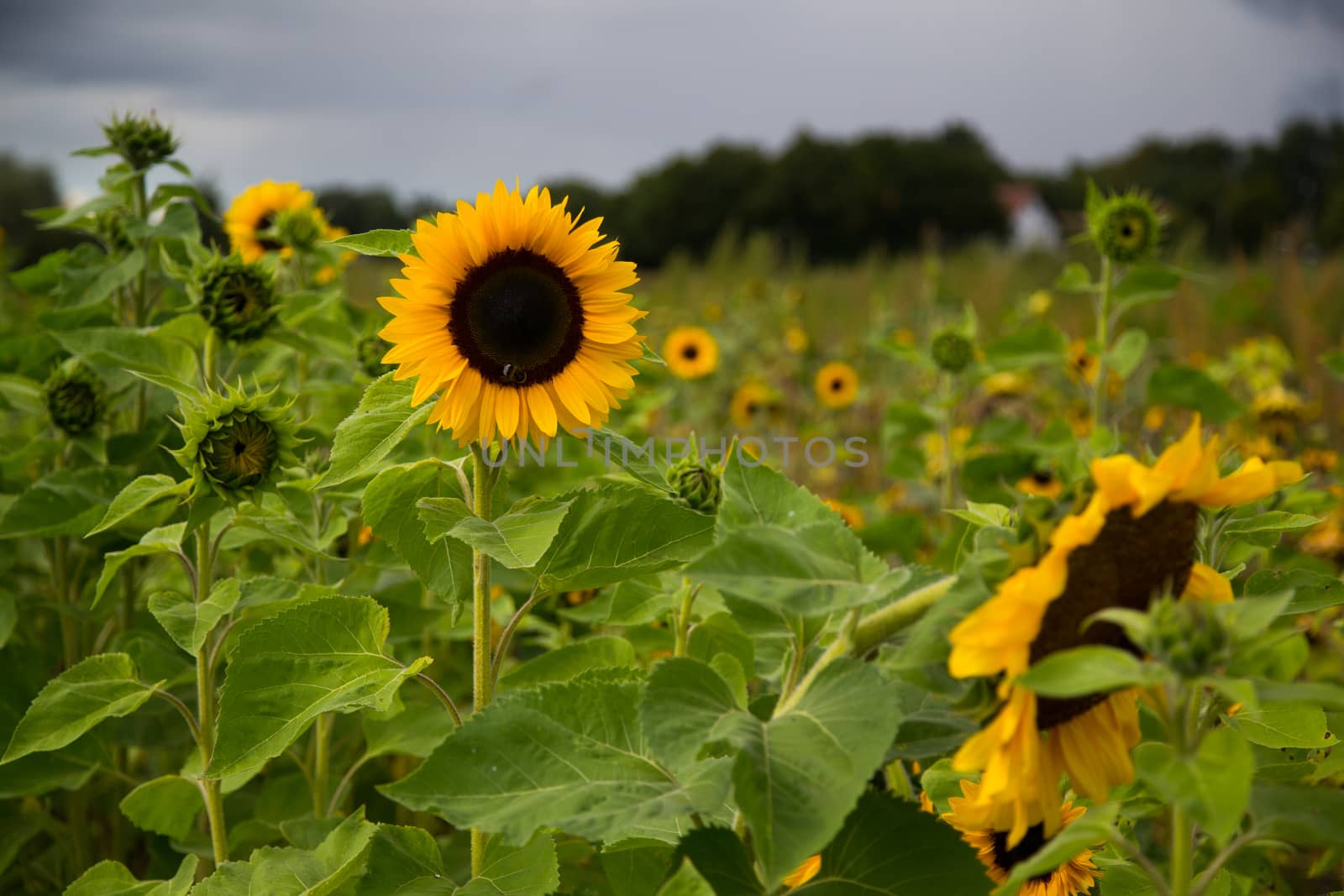 Sunflowers beautiful flowers by 25ehaag6