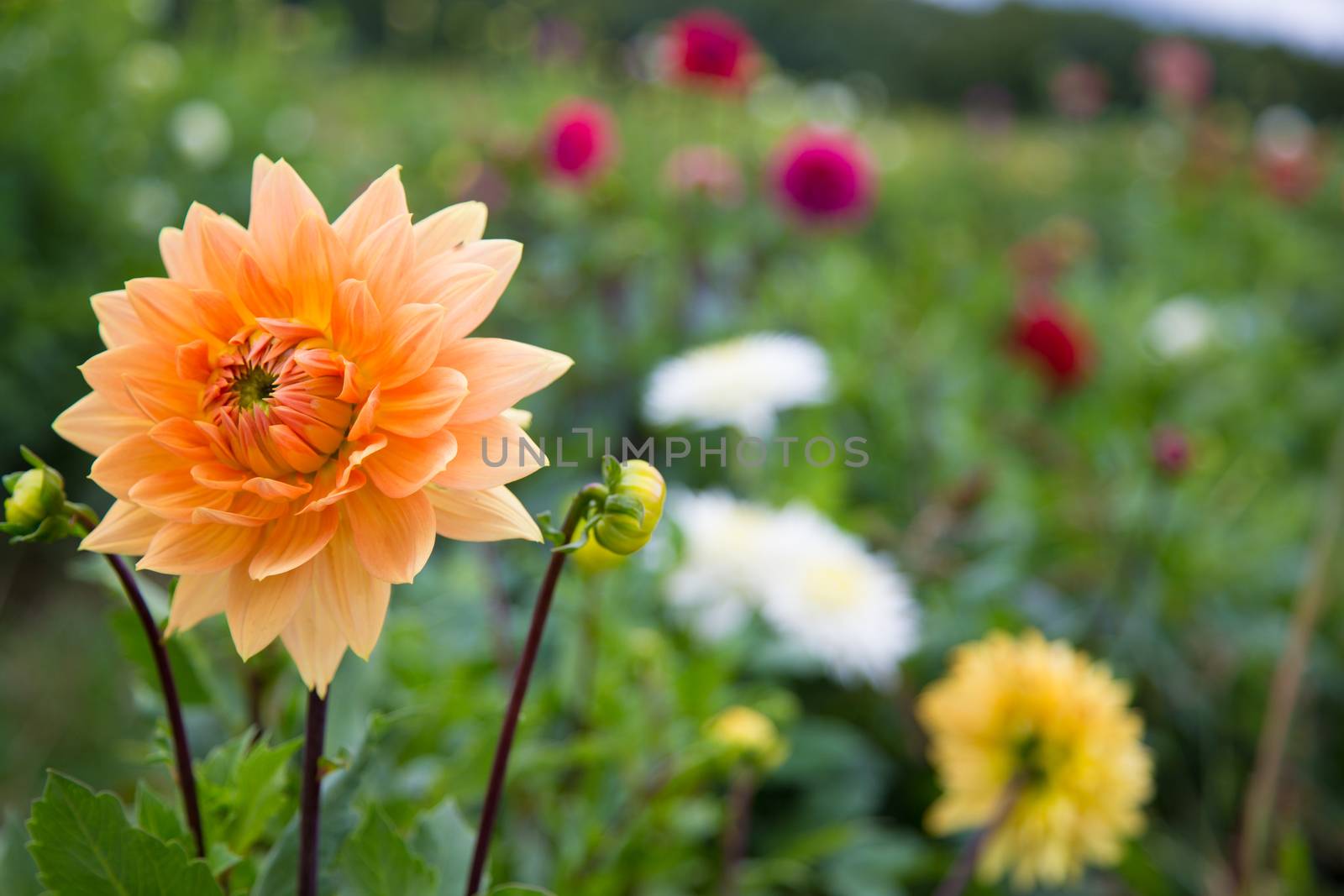 Beautiful flower, dahlia