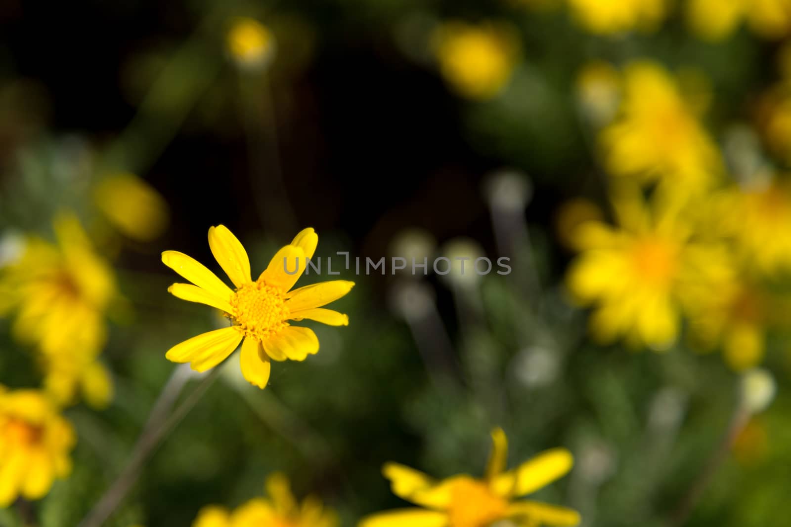 A little yellow flowers with green leaves