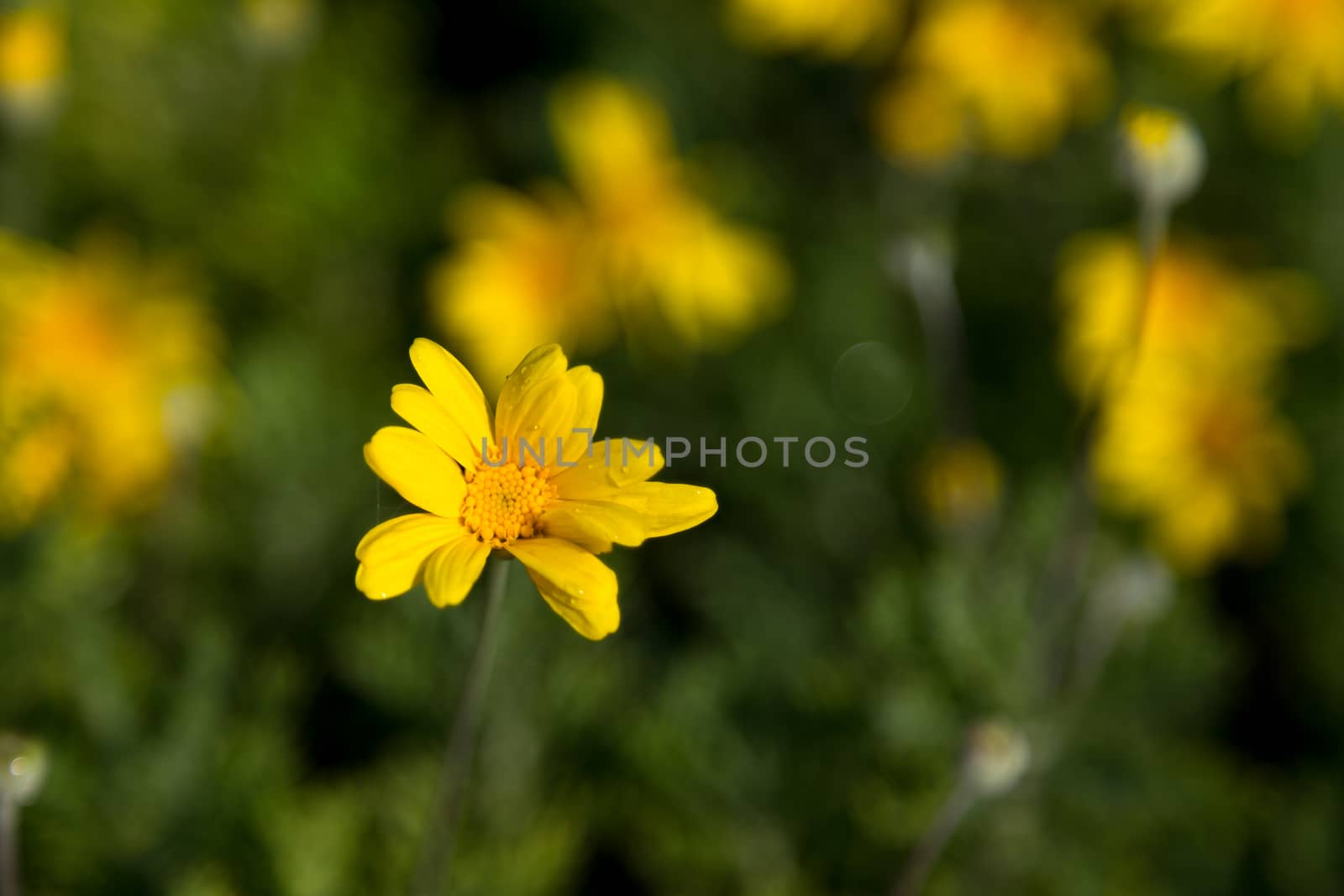 A little yellow flowers with green leaves