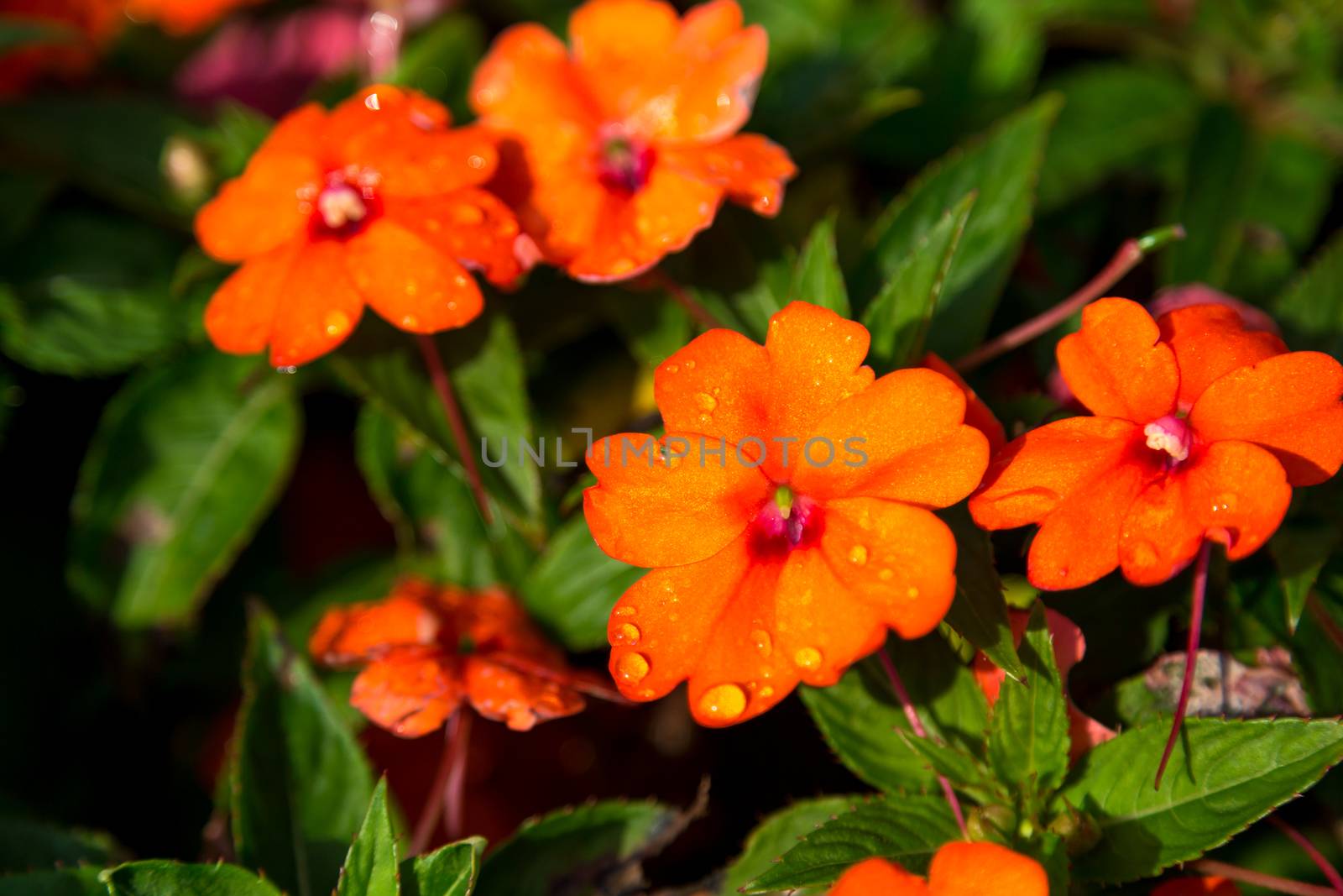 An orange flowers with drops of water on the flowers