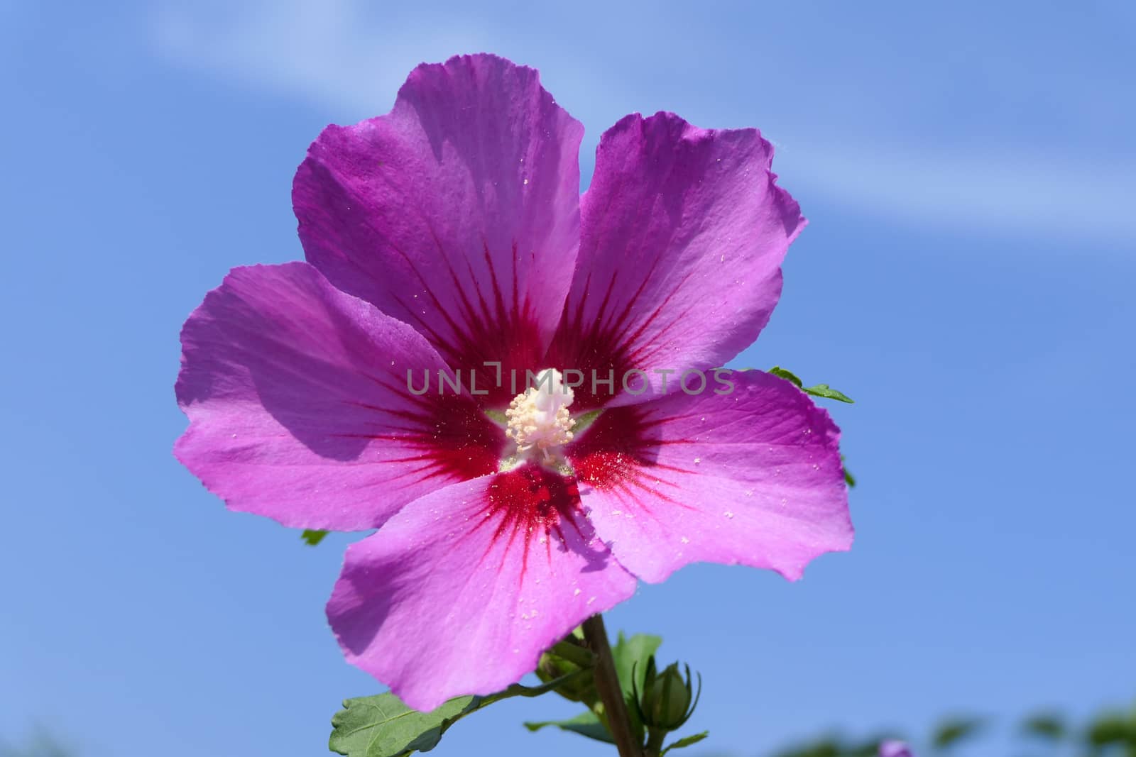 One beautiful pink flower with a blue sky in the background