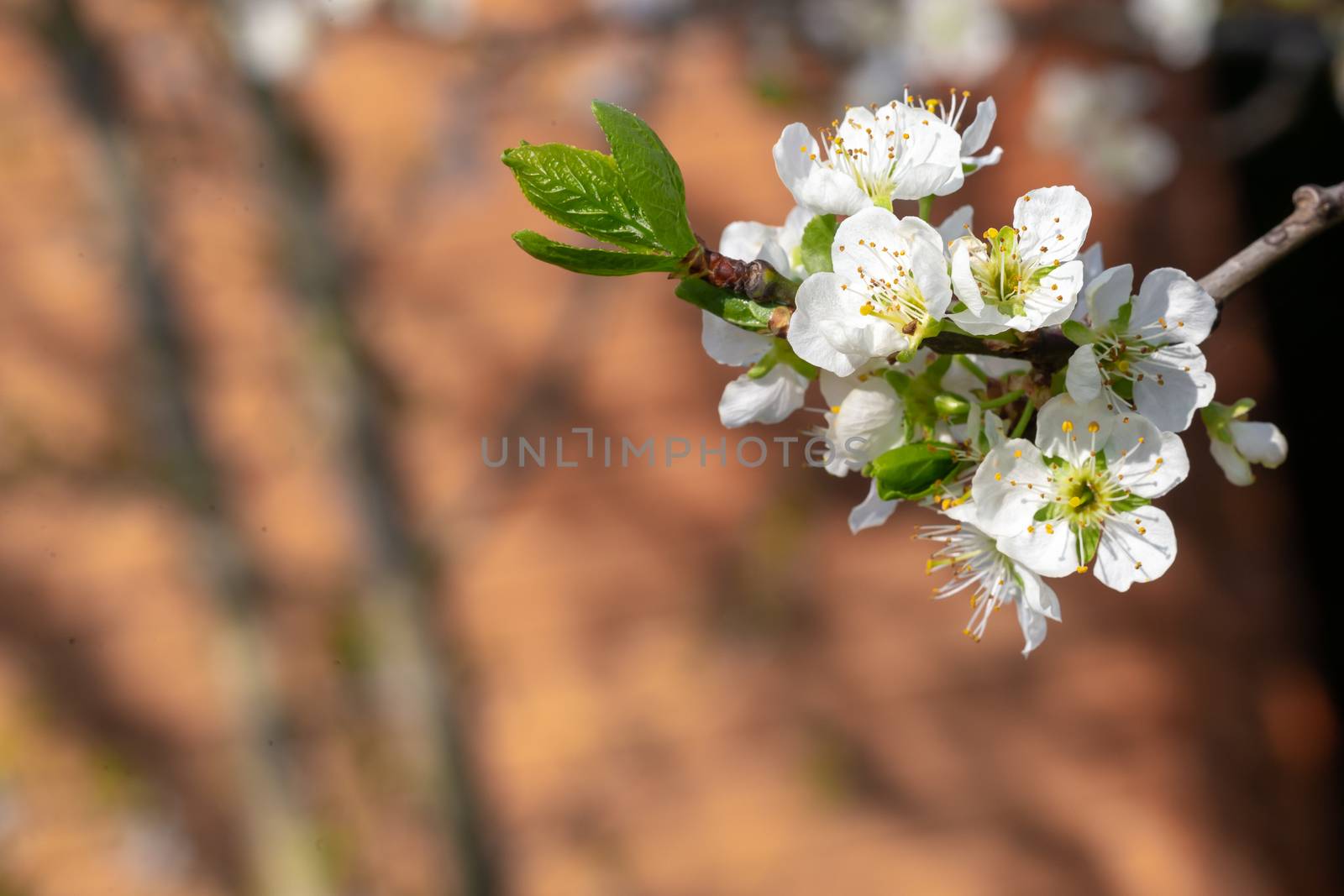 White cherry blossoms with the first green leaves by 25ehaag6