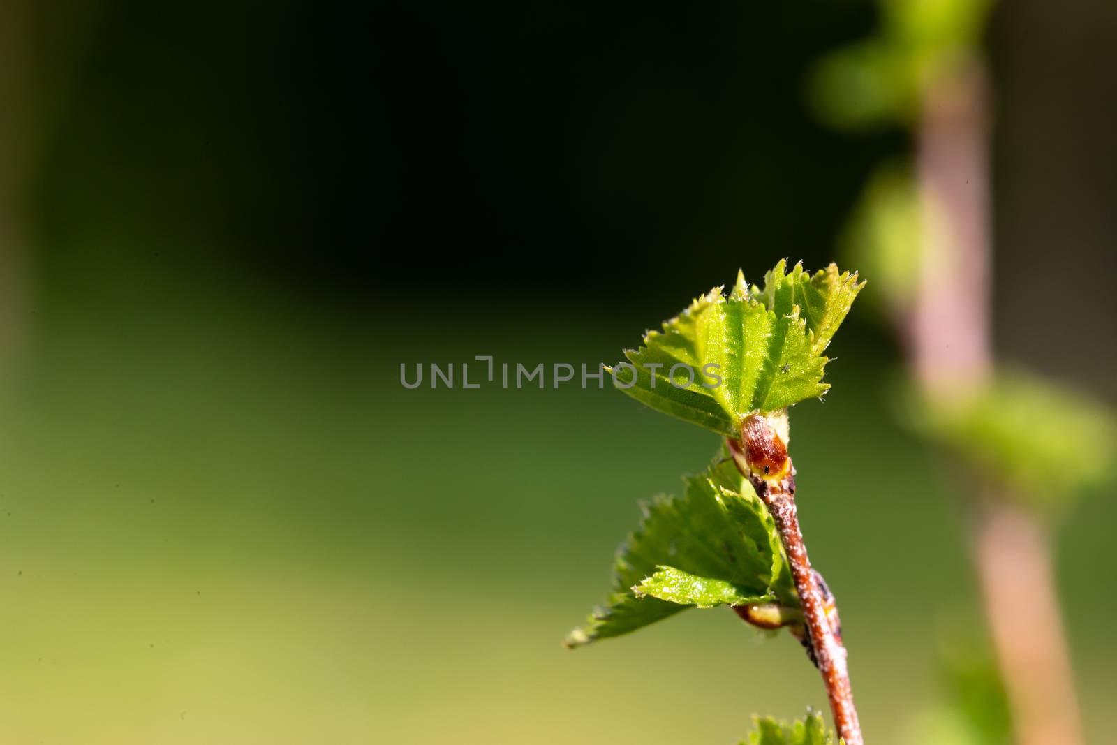 The White cherry blossoms with the first green leaves