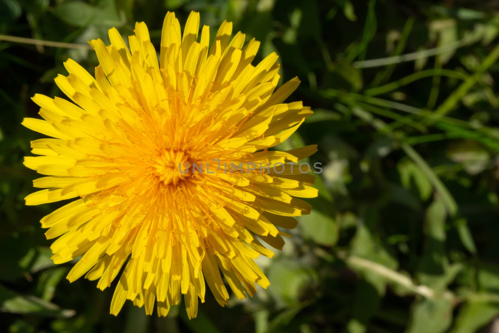 One Yellow dandelion in green grass in the meadow