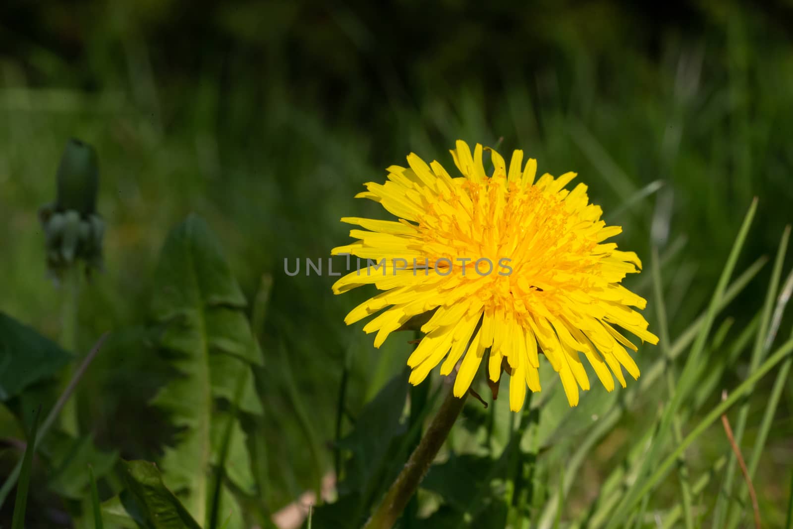 Yellow dandelion in green grass in the meadow by 25ehaag6