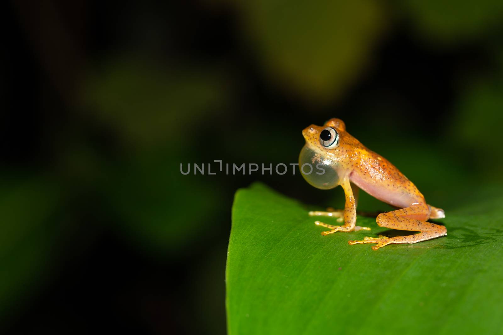 The small orange frog is sitting on a leaf
