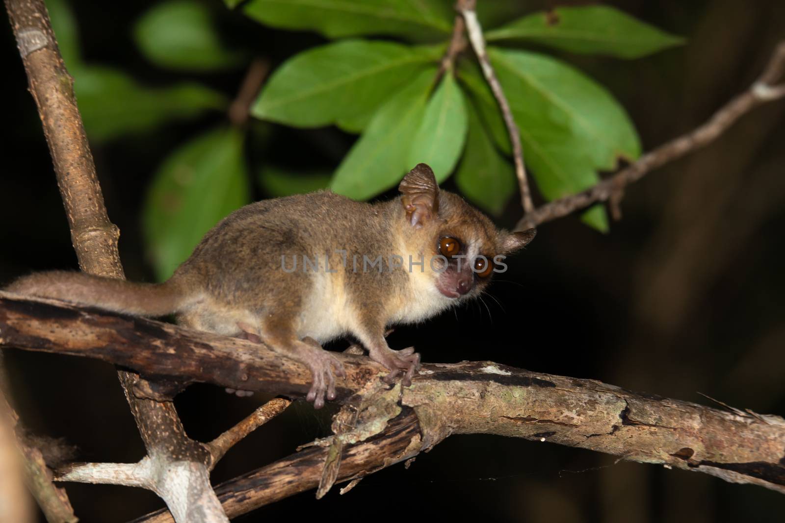 One little mouse lemur on a branch, taken at night