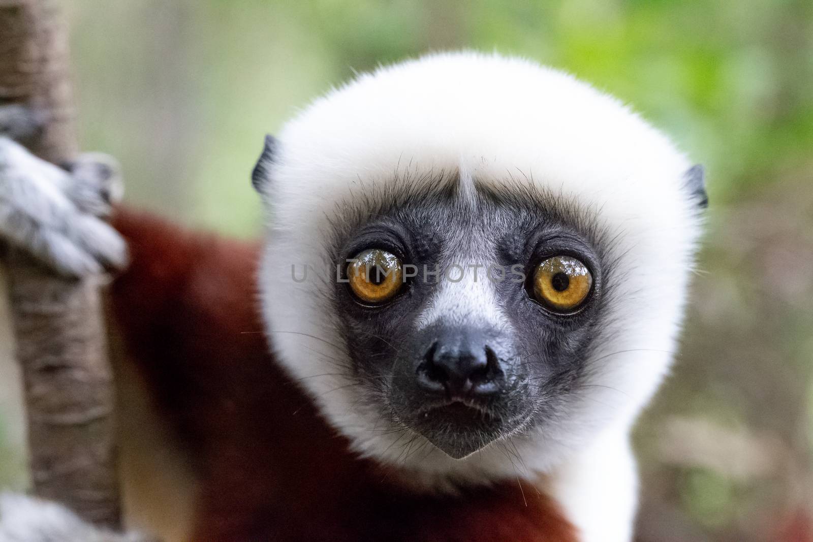 One portrait of a Sifaka lemur in the rainforest