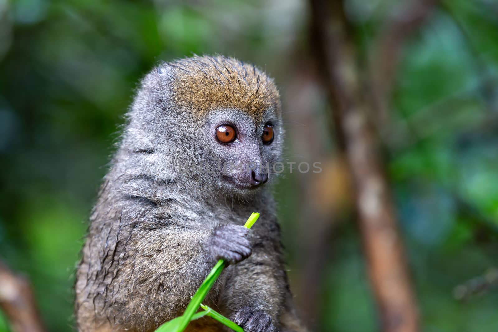 One small lemur on a branch eats on a blade of grass