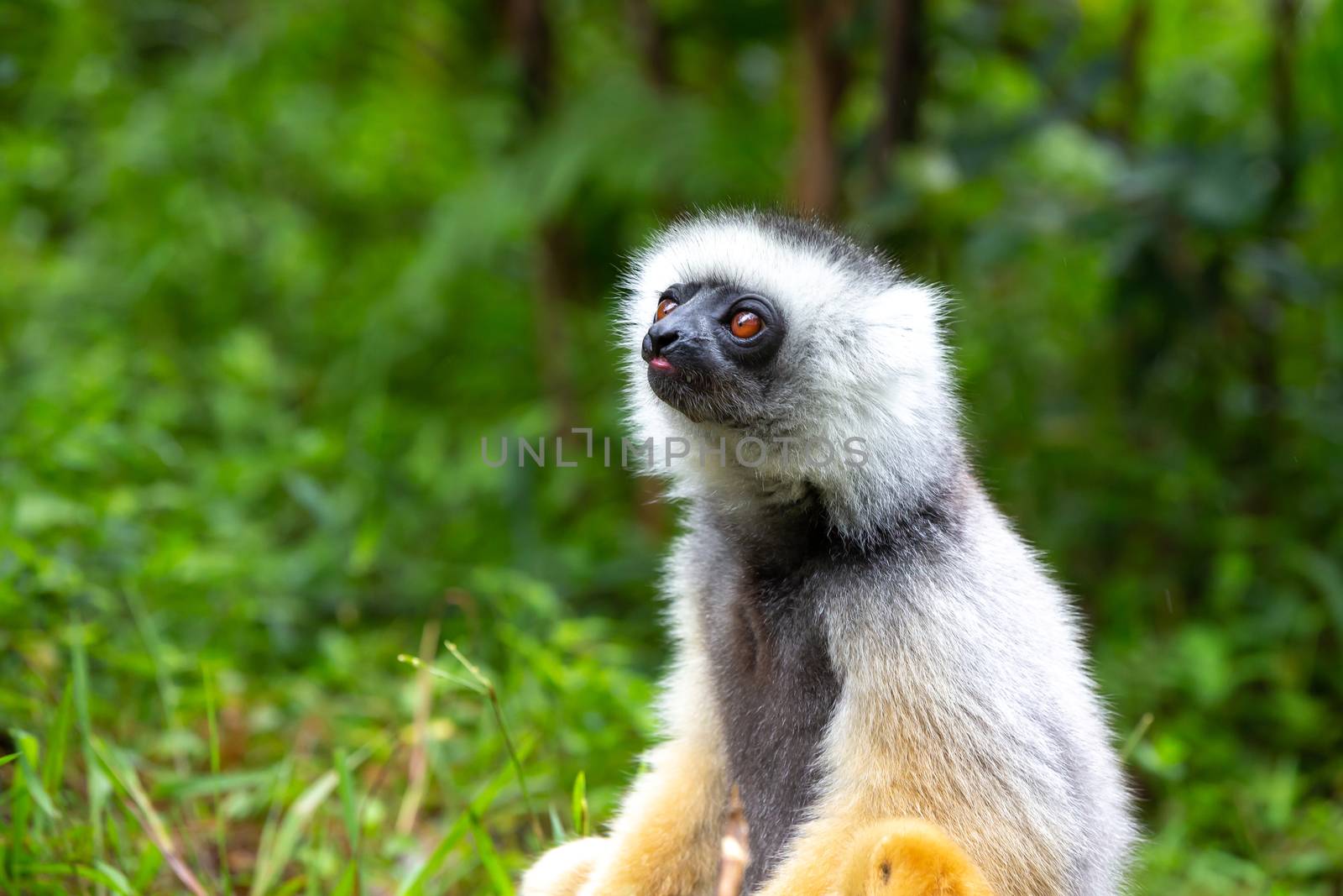 A Sifaka Lemur in the rainforest on the island of Madagascar by 25ehaag6