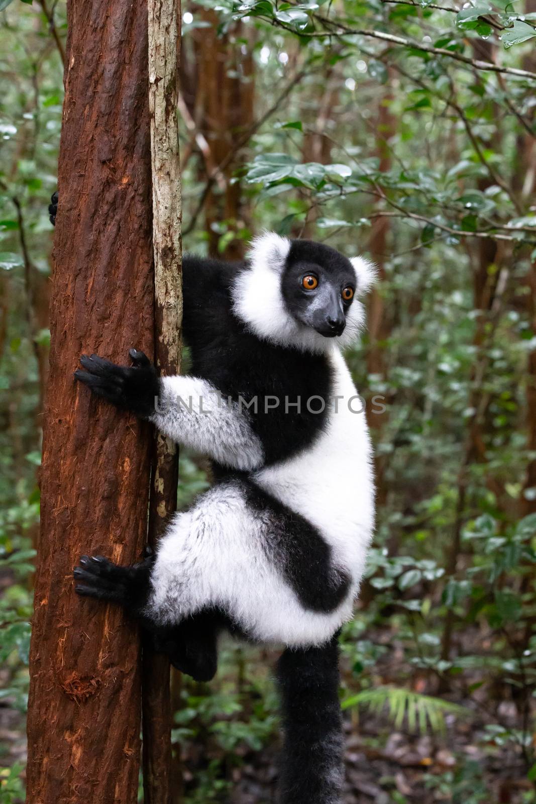 One black and white lemur sits on the branch of a tree