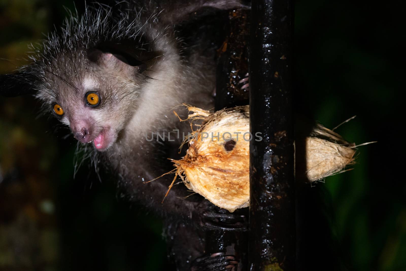 The rare, nocturnal aye-aye lemur with a coconut by 25ehaag6