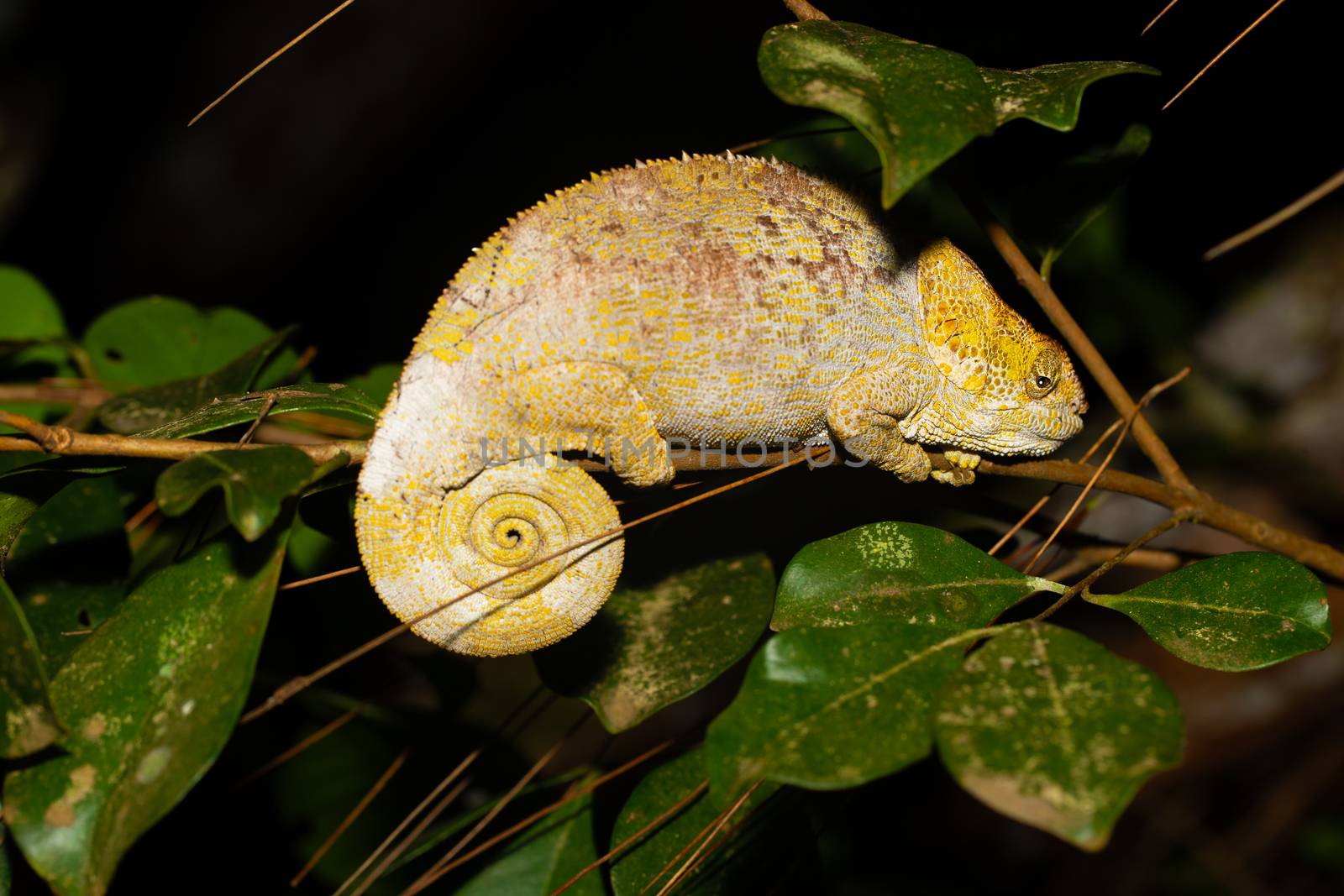 One chameleon on a branch with green leaves