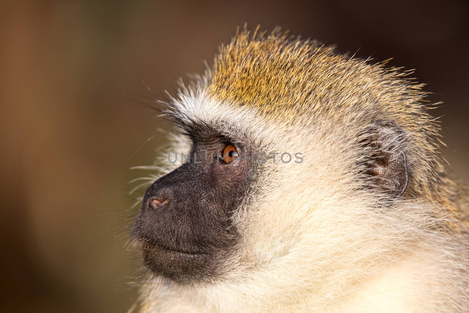 A portrait of a monkey in the savannah of Kenya